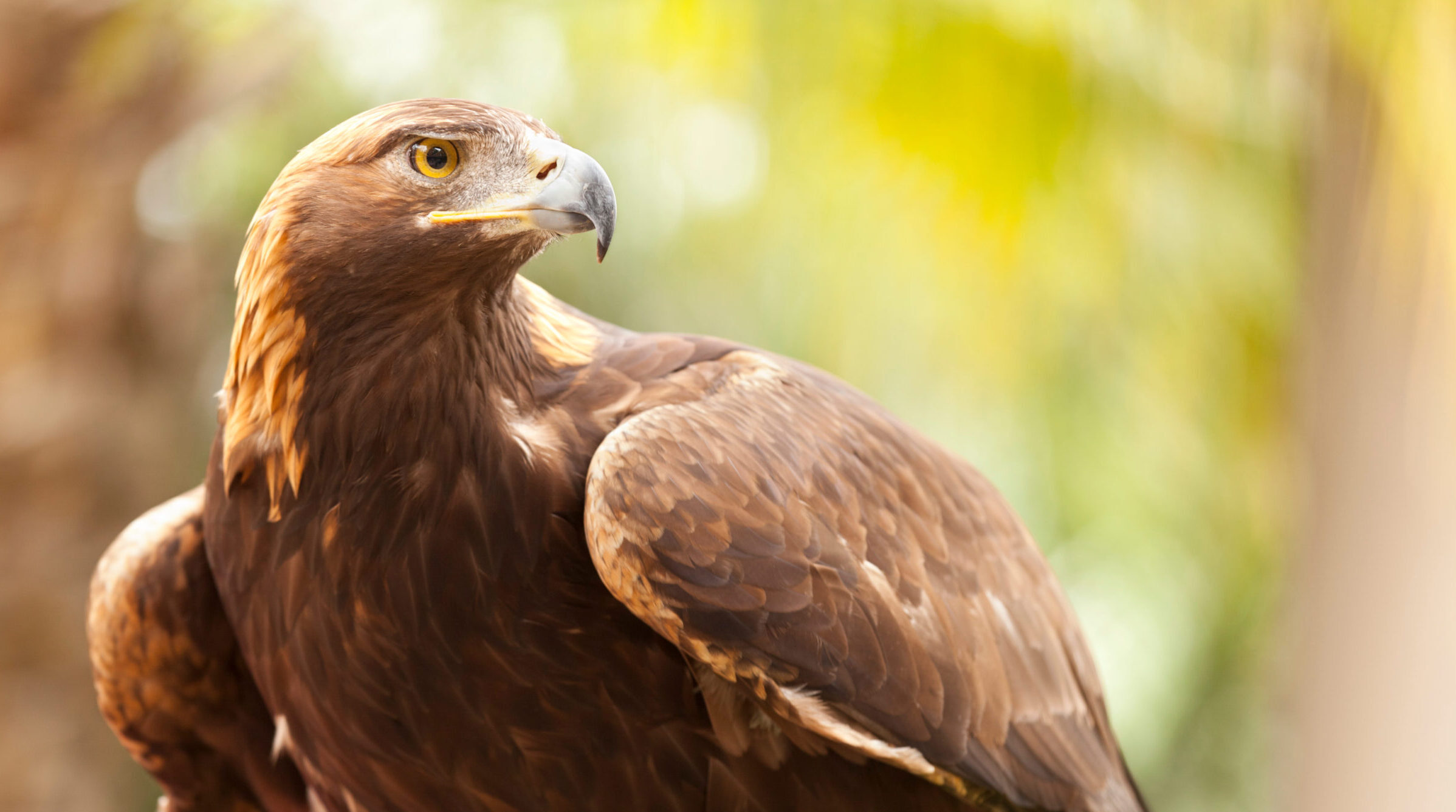 Beautiful California Golden Eagle Against Foliage Background.