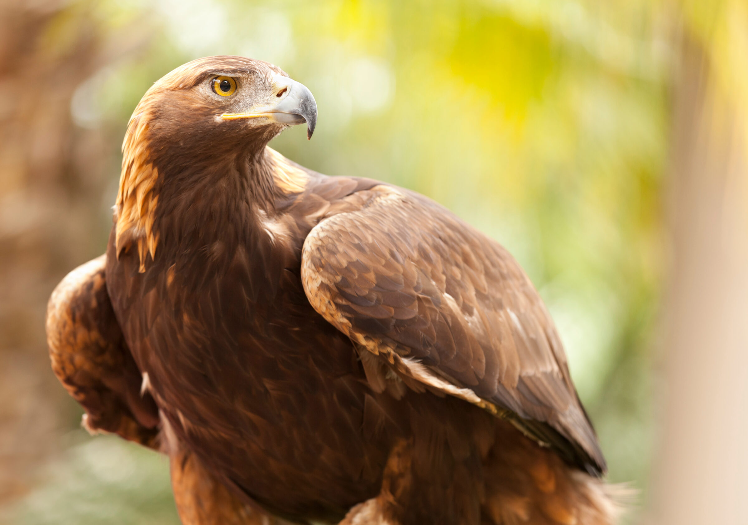 Beautiful California Golden Eagle Against Foliage Background.