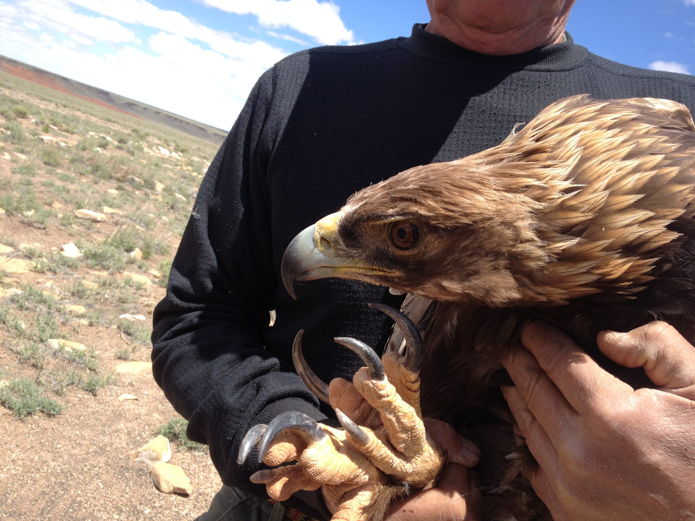 SWCA staff hold a golden eagle named Susan, who was caught and tagged with a radio transmitter.