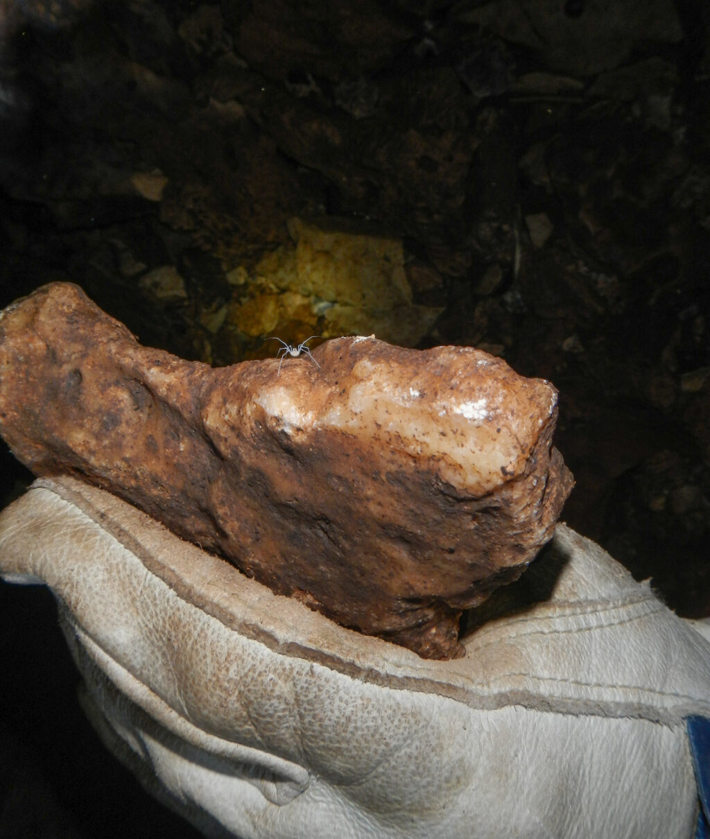 A Bone Cave harvestman in a cave on a rock.