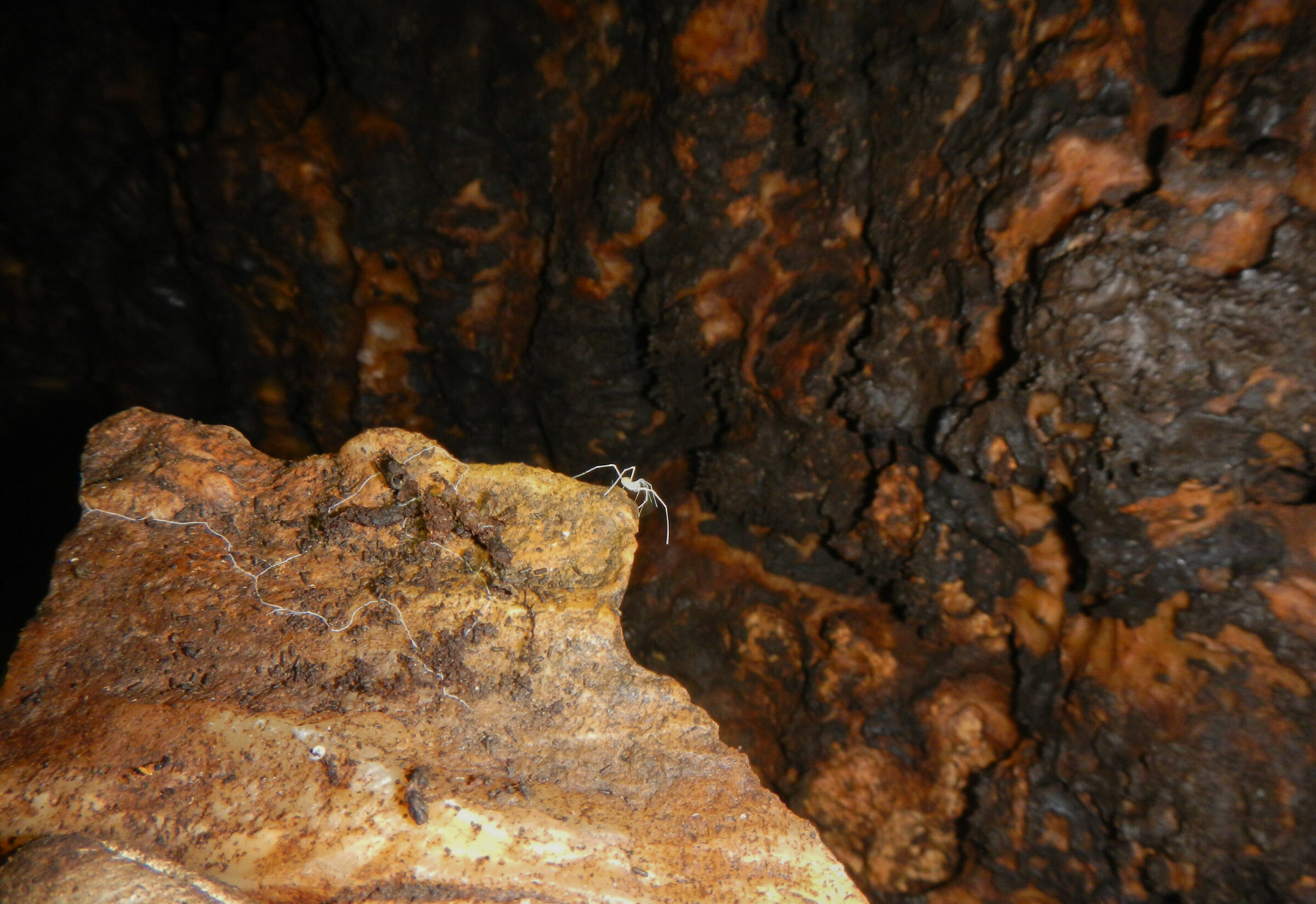 A Bone Cave harvestman in a cave on a rock.