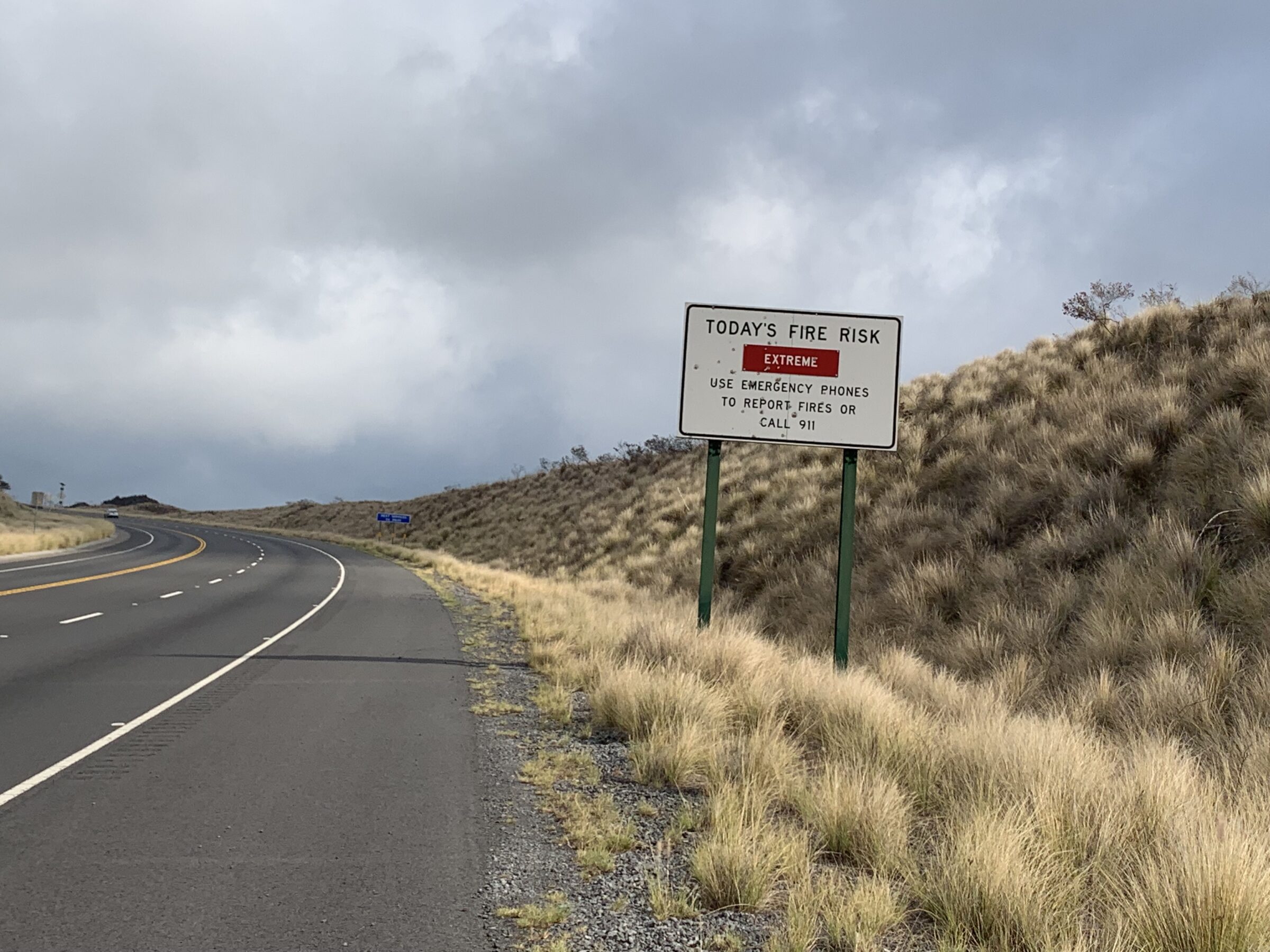 Dry fountain grass lining a road in Hawaiʻi.
