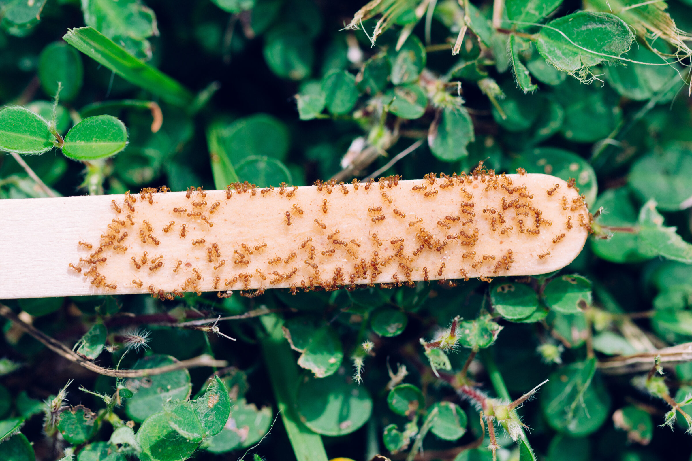 Surveying for the little fire ant. Photo credit: Melody Euaparadorn of the Hawaiʻi Ant Lab. 