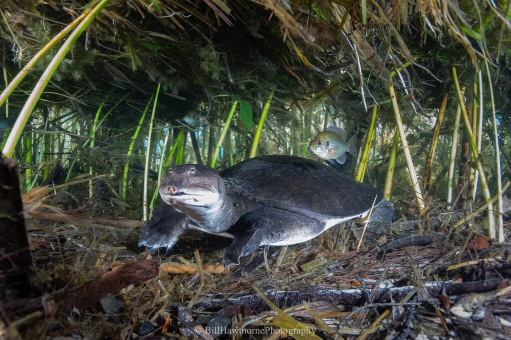 Softshell turtle in water with a small fish above it and vegetation near it. 