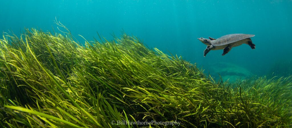 Softshell turtle swimming in water in the sea with vegetation under it.