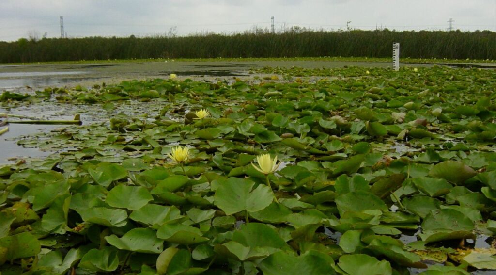 Green and yellow plants floating on top of a Greens Bayou wetland with tall grass in teh background.