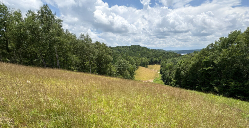 A path in between a large amount of trees with grass in between and clouds up top.