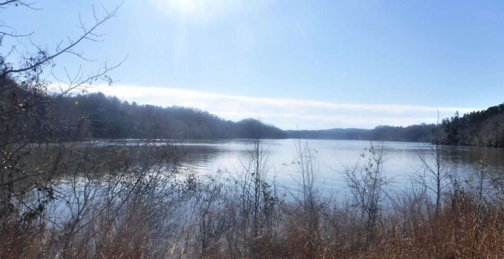 Vegetation with a body of water in the background.