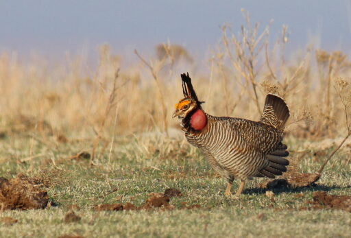 Lesser prairie-chicken on a lek