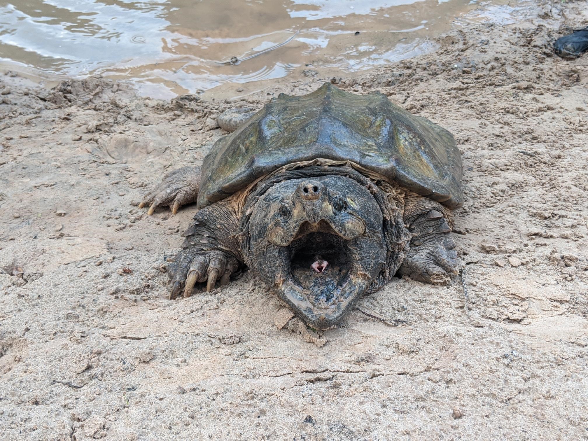 Alligator Snapping turtle with its mouth open on the ground.
