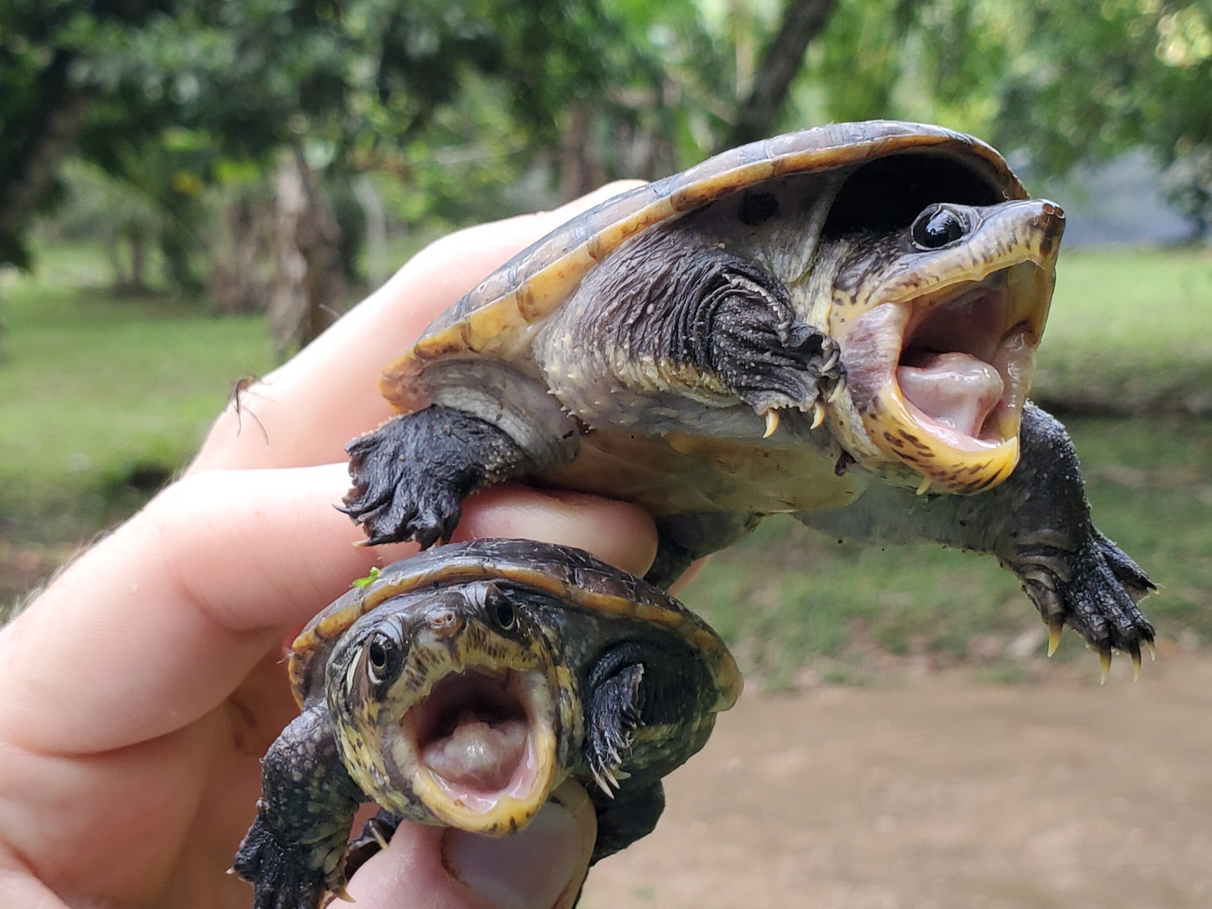 Two small turtles being held in a hand. 