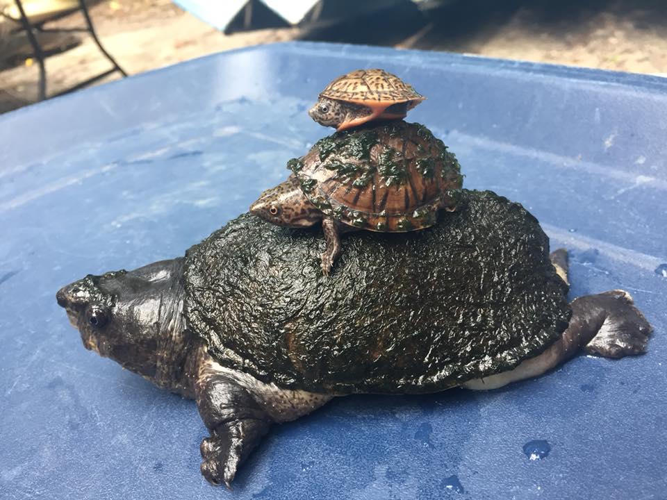 Three small turtles stacked on top of each other on their shells. 