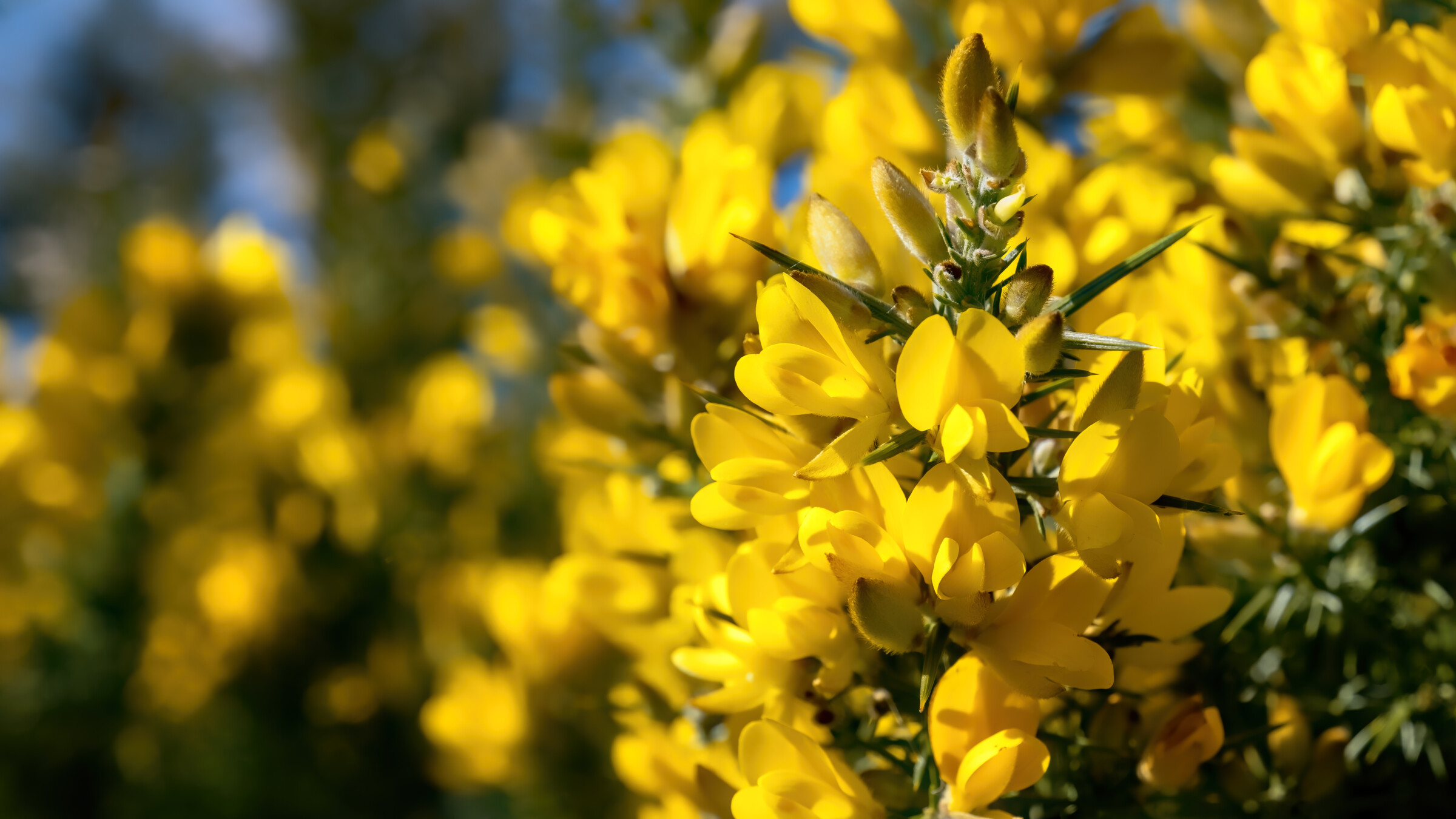 Yellow gorse flowers blooming in soft spring sunshine