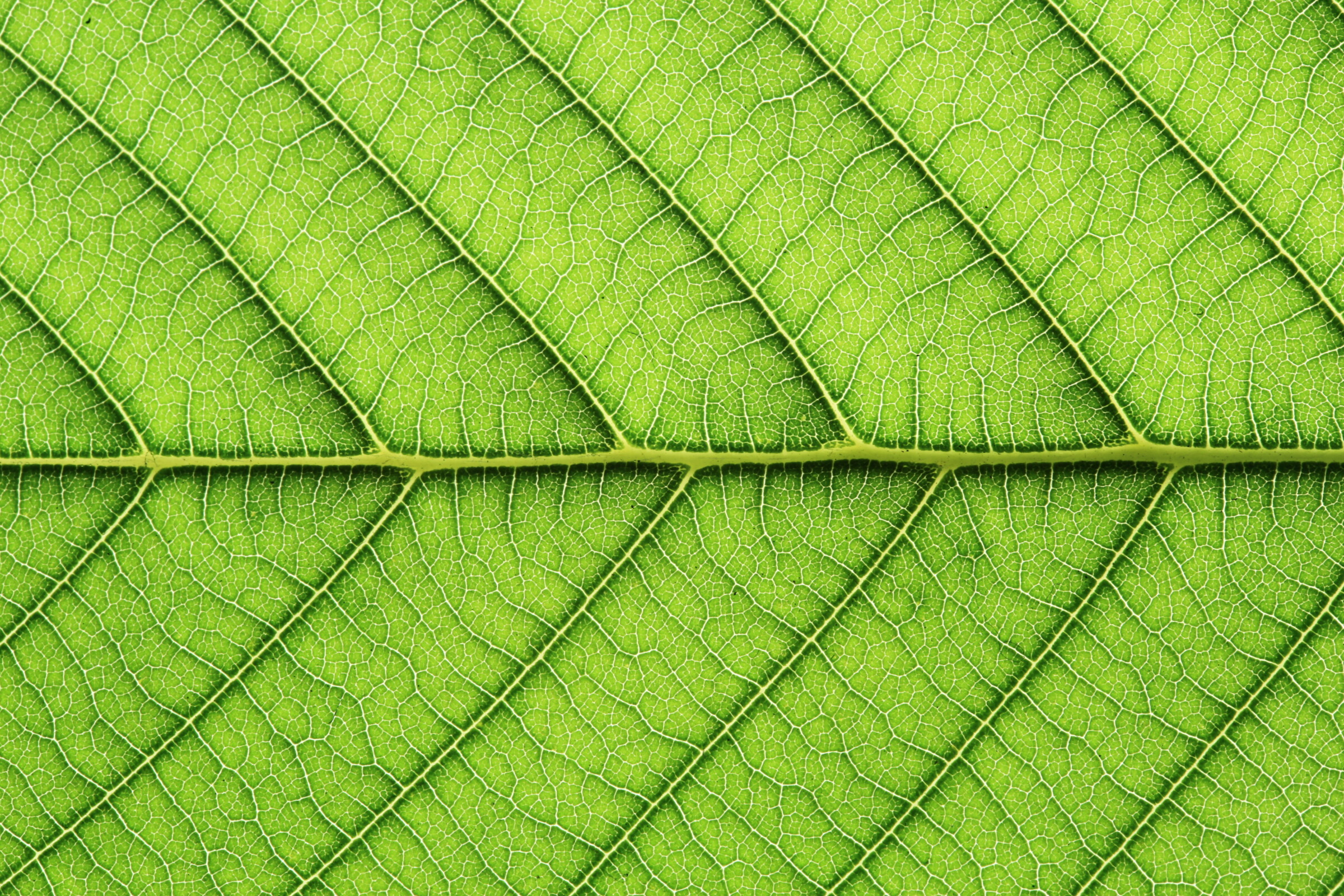 Up close photo of veins on the underside of a green leaf.