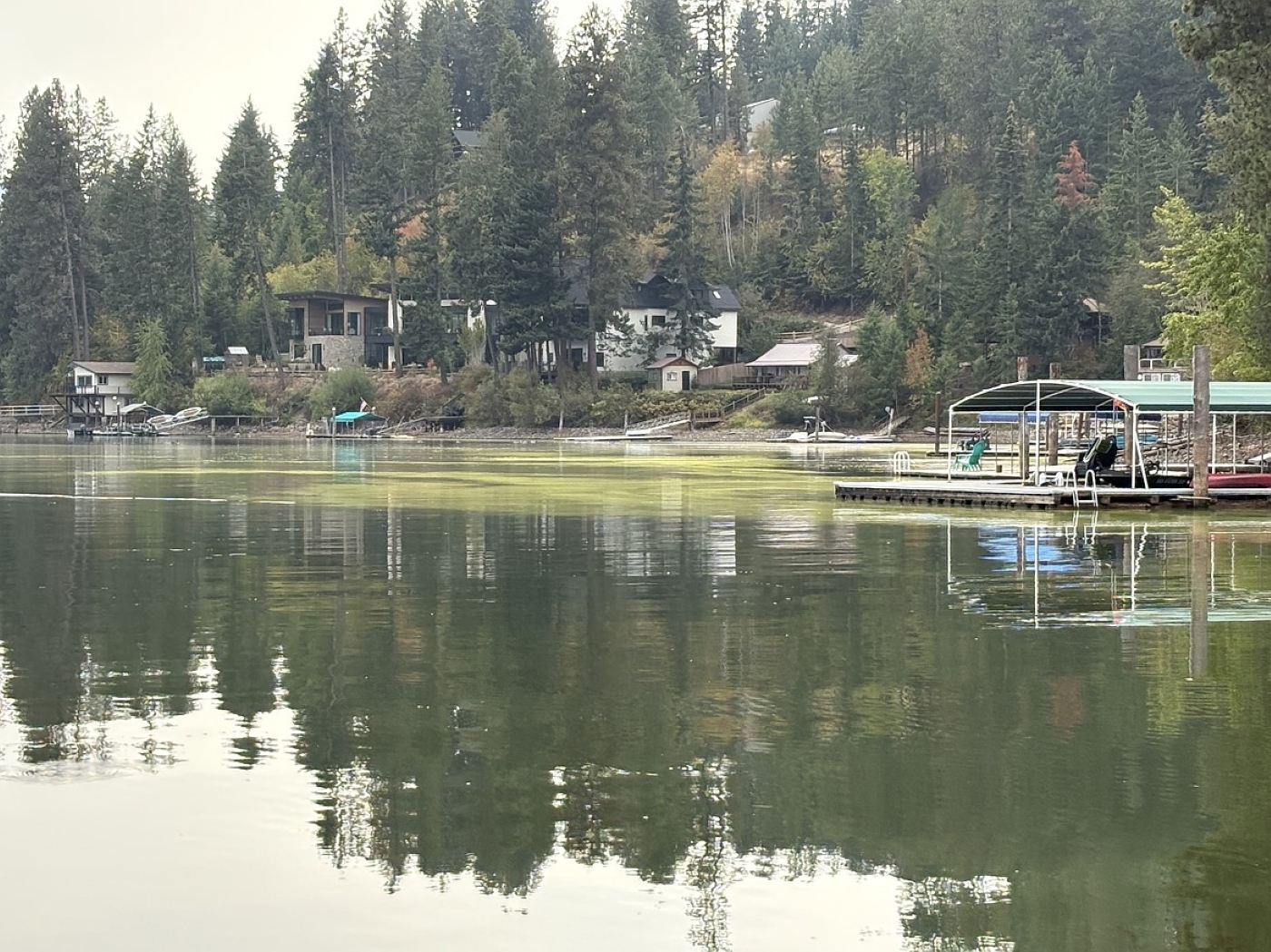 Shoreline view of Hayden lake showing visible Harmful Algal Blooms (HABs) with houses and decks on the shoreline surrounded by trees.