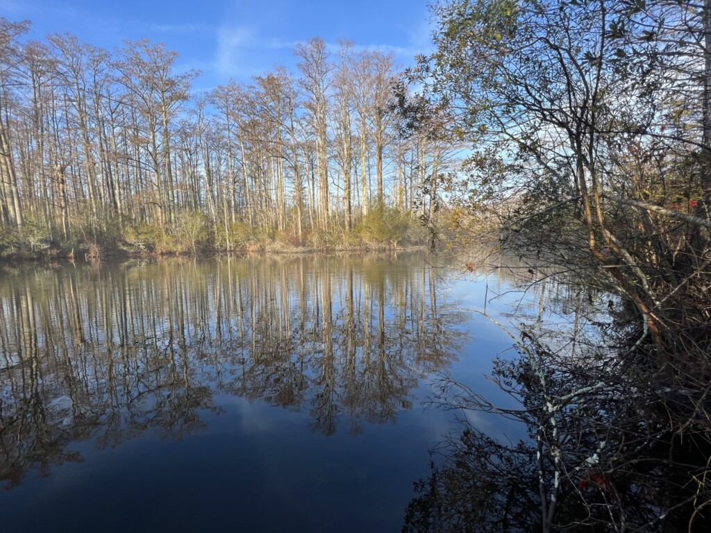 Wetlands with tress all around the body of water.