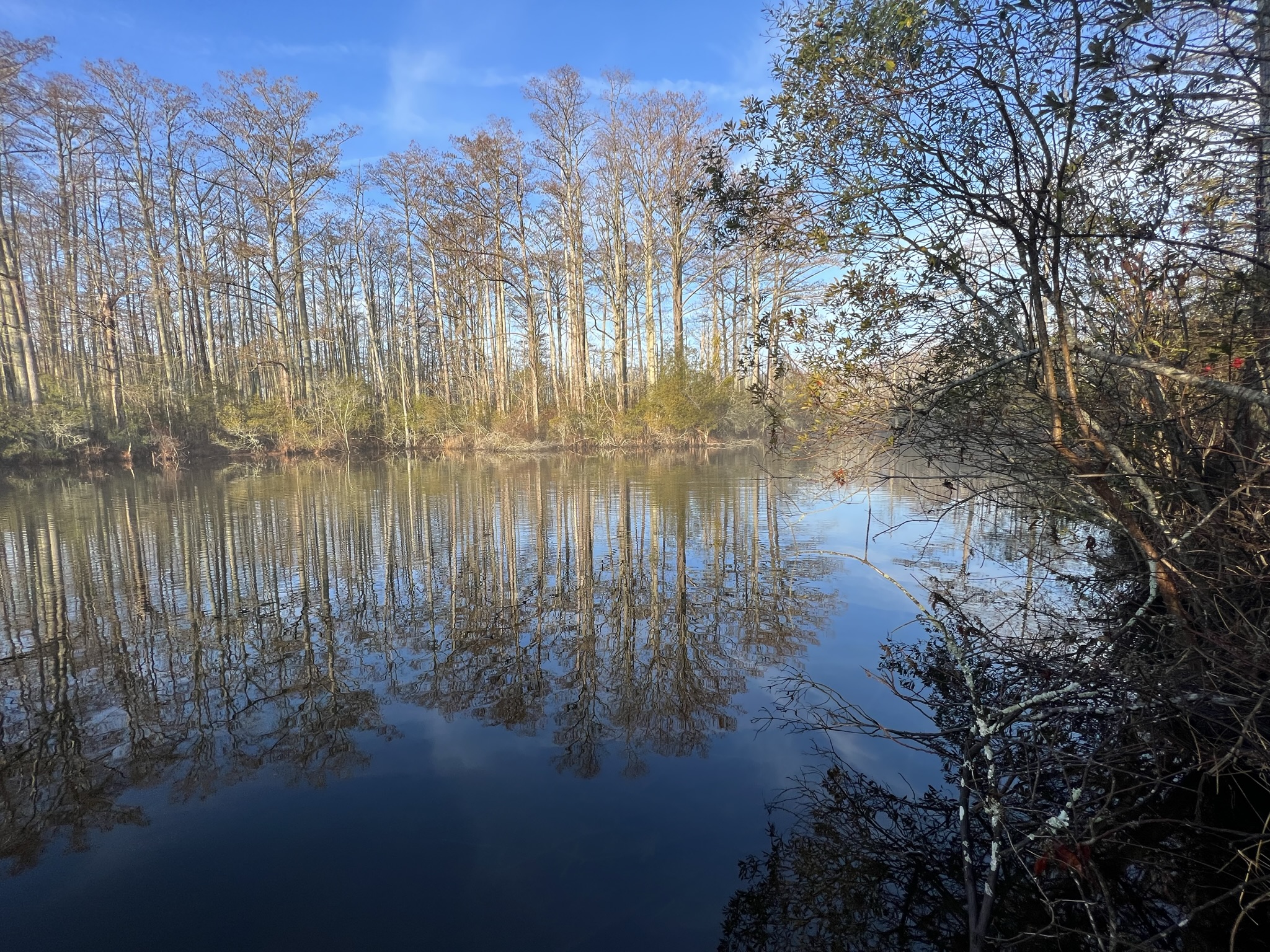 Wetlands with tress all around the body of water.