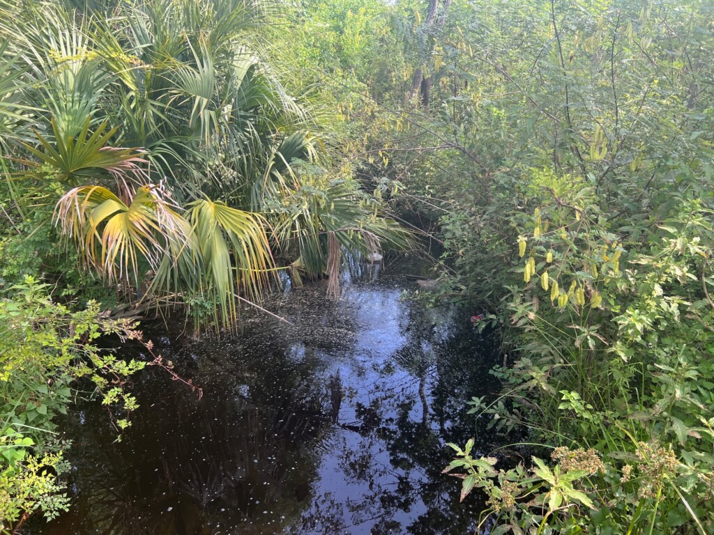A stream with vegetation all growing alongside it.