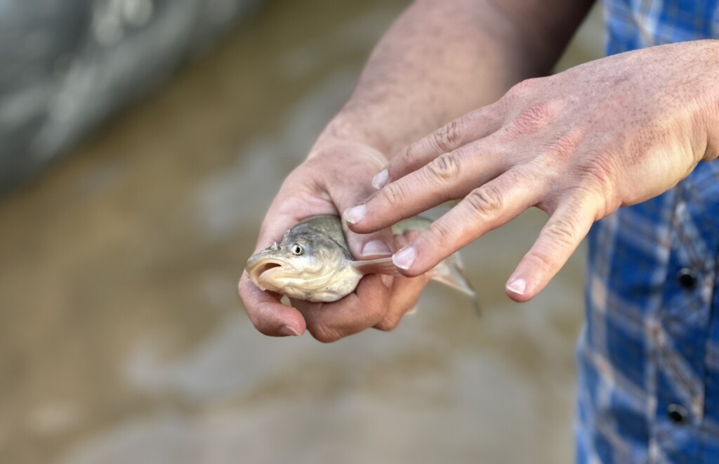 Person holding a fish out of water.