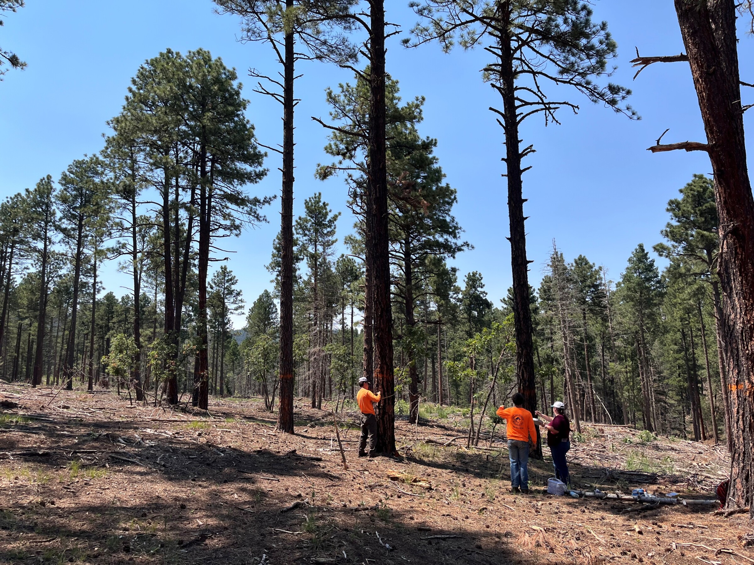 Three people standing outside with a lot of trees around them. They seem to be measuring the tree trunks.