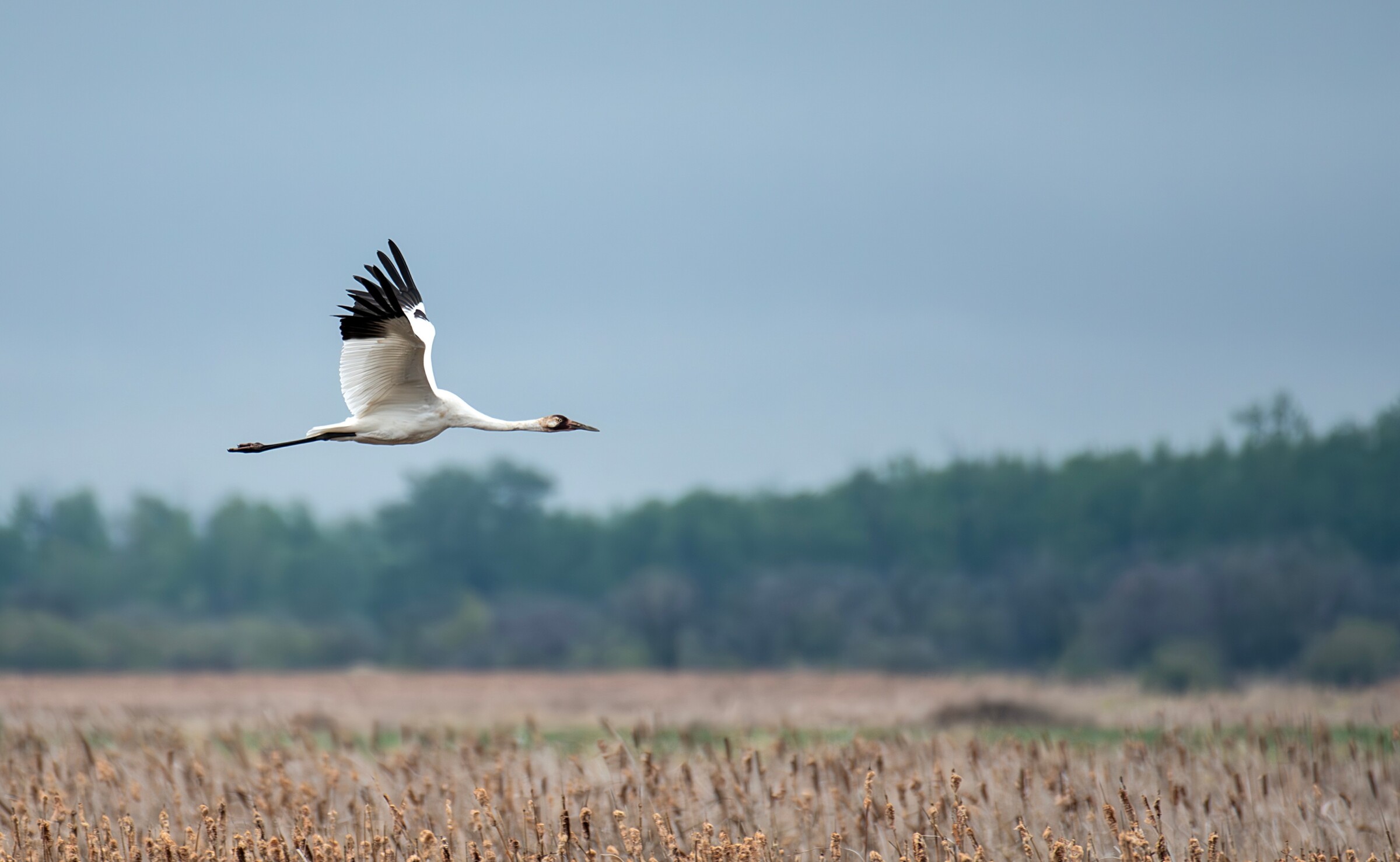 A white bird flying above grass.