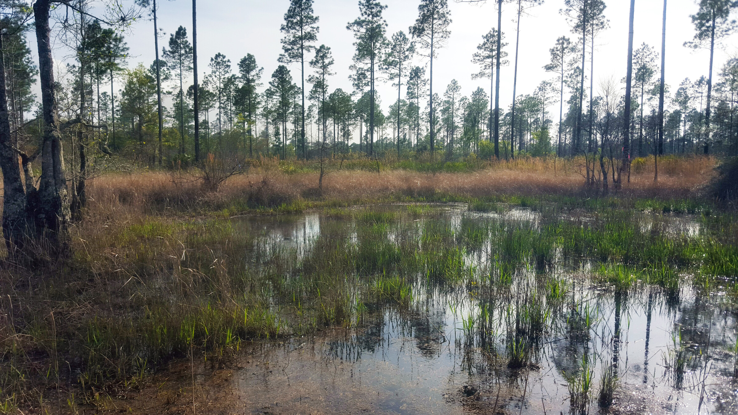 Wetland pond showing vegetation growing within a pond and trees growing in the back.