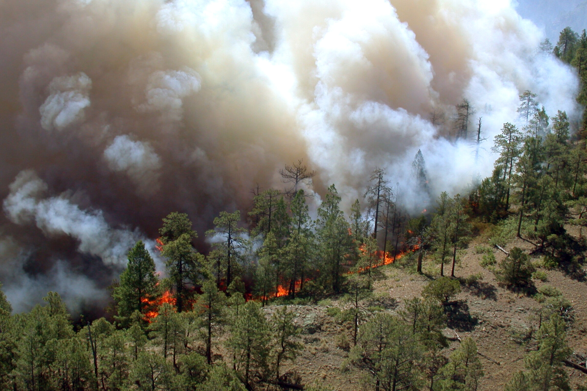 A fire burning through a number of tress with smoke and fire visible on one side and unburnt trees on the other side.
