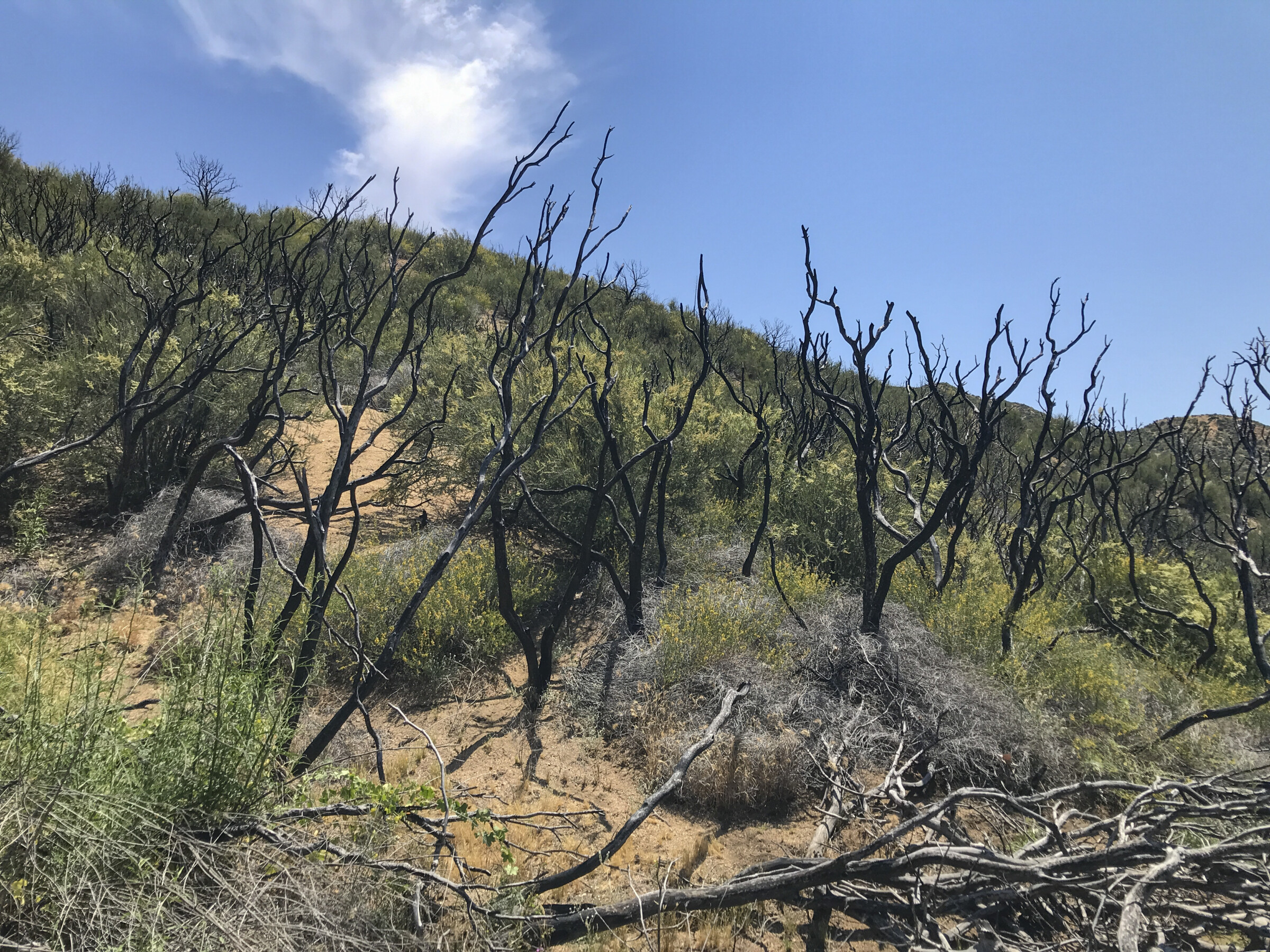 Burnt vegetation stems poking out of the ground with green thriving vegetation surrounding the area.