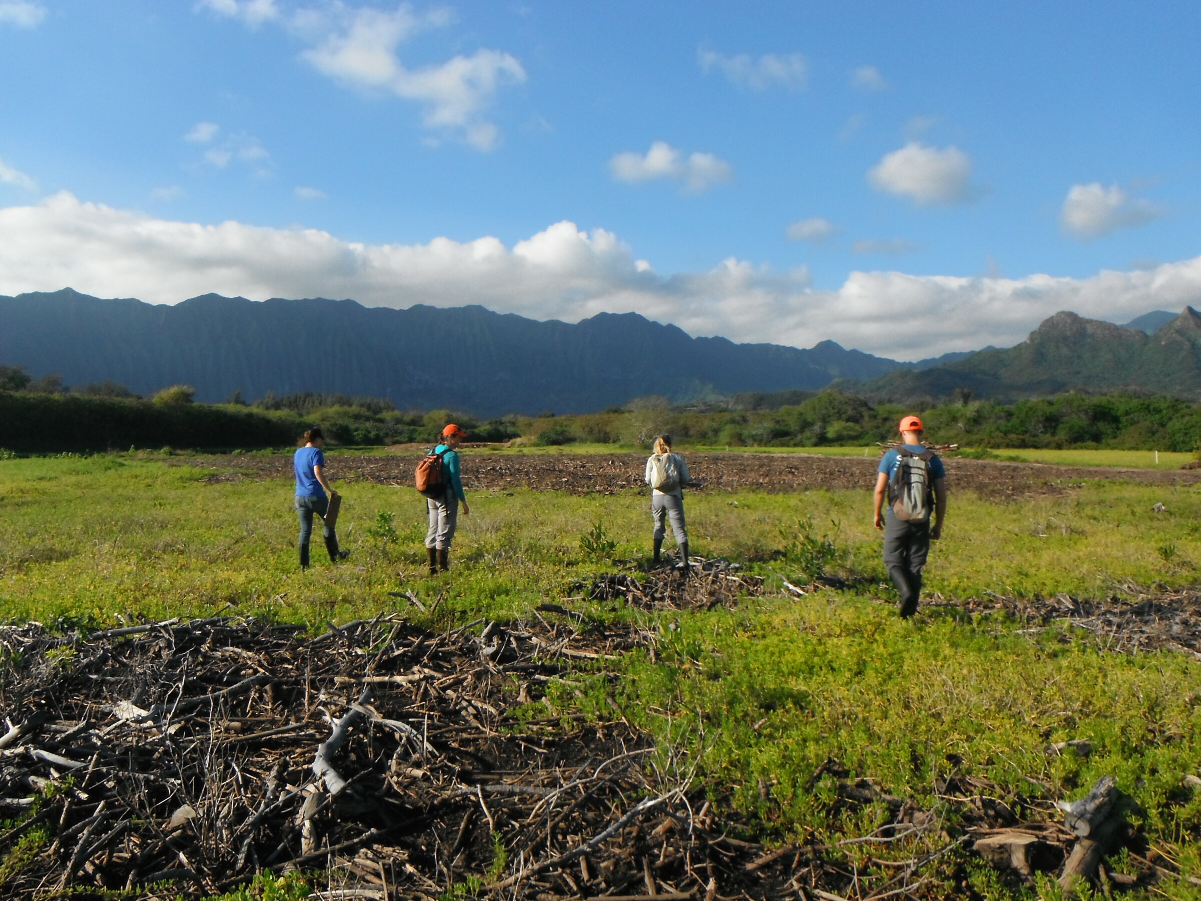 Four people standing on top of vegetation and multiple branches and twigs. You can see mountain ranges in the background.