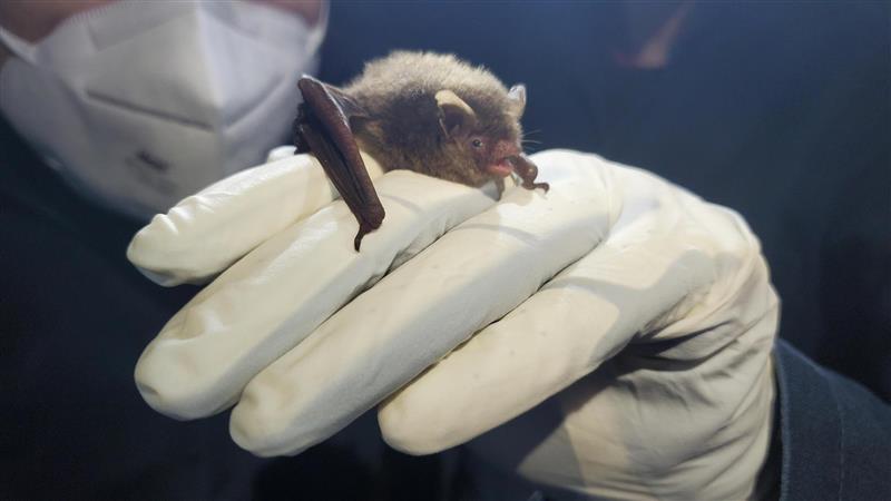 An Indiana Bat being held with gloves on. 