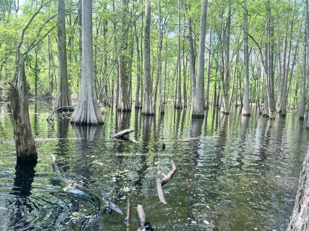 The images shows a cypress swamp environment with Bald Cypress trees growing directly in standing water.