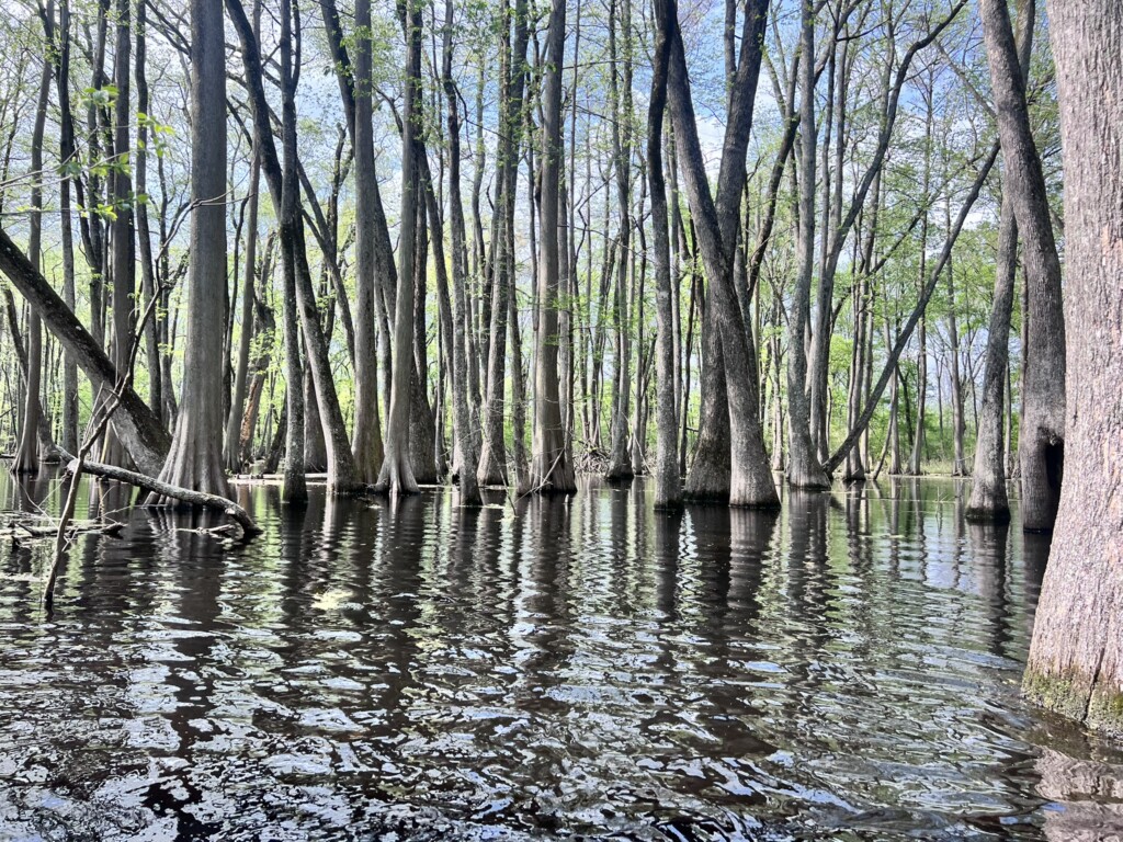 This image shows a tranquil wetland scene, specifically a cypress swamp or bayou.