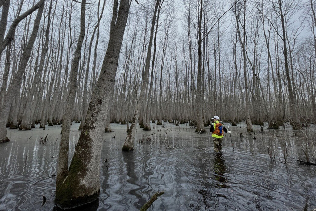 A person navigating a flooded bottomland hardwood forest or swamp, there are dense stand of bald cypress trees growing directly in shallow water.