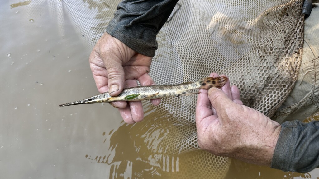 juvenile spotted gar (Lepisosteus oculatus) being held in two hands with a net and brown water in the back.