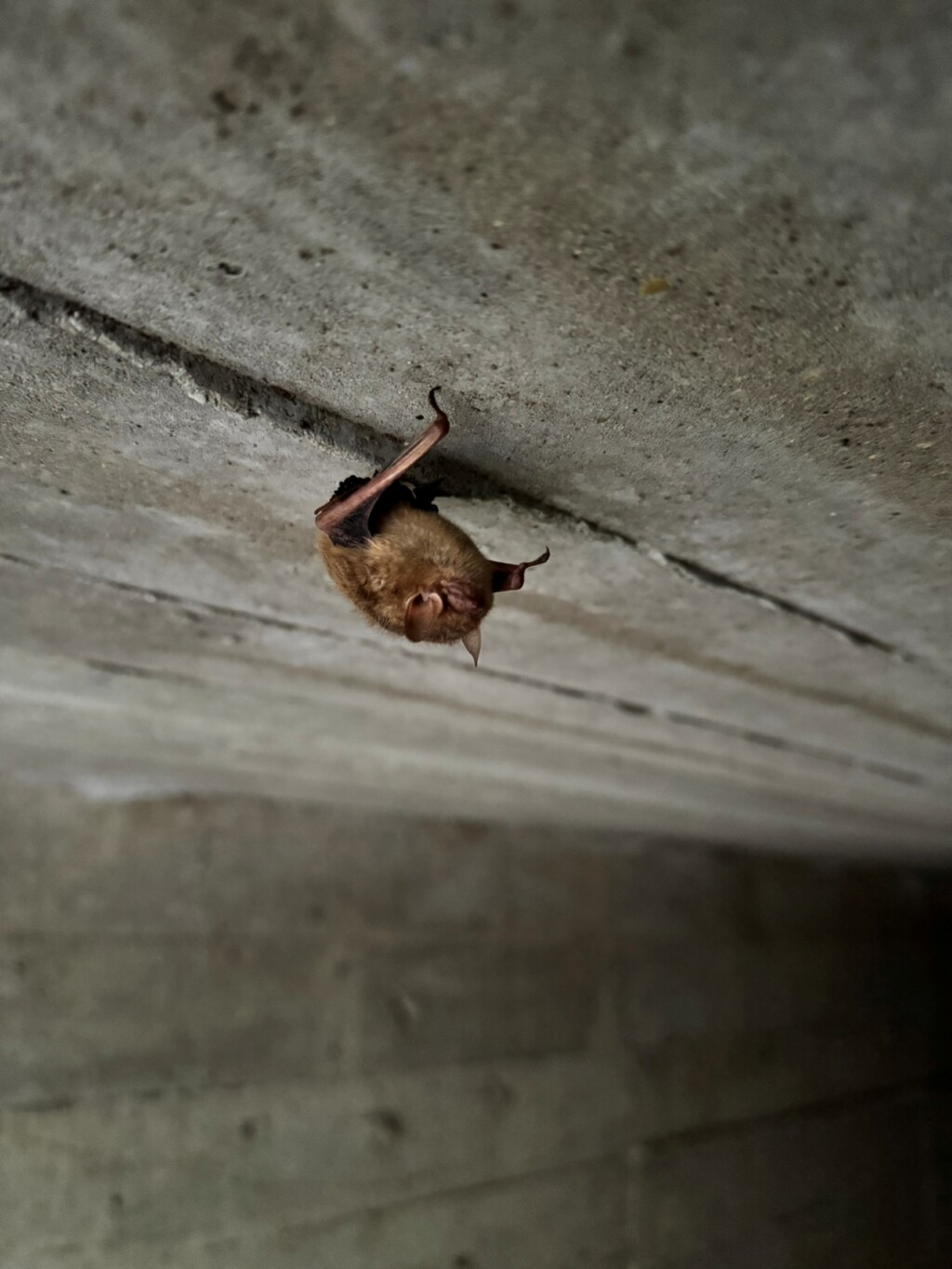 tricolored bat (Perimyotis subflavus)