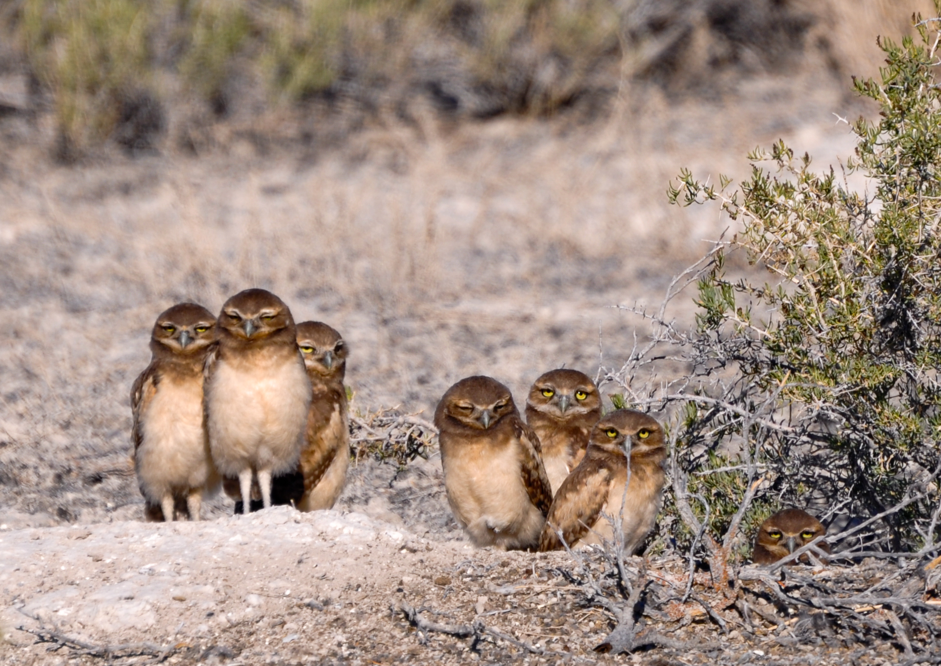 Several Burrowing Owls standing on the ground next to each other.