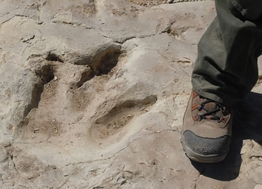 A Theropod dinosaur track and a person's boot shown next to it. 