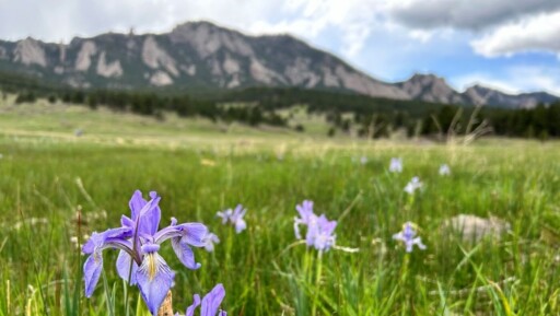 Purple Flowers in grass with a mountain the background.