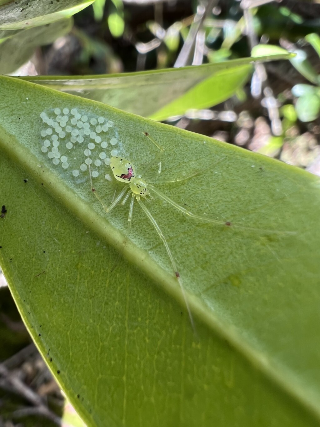 An image of a green leaf with a green spider with long legs on it. Eggs and/or sacs can be seen behind the spider. 