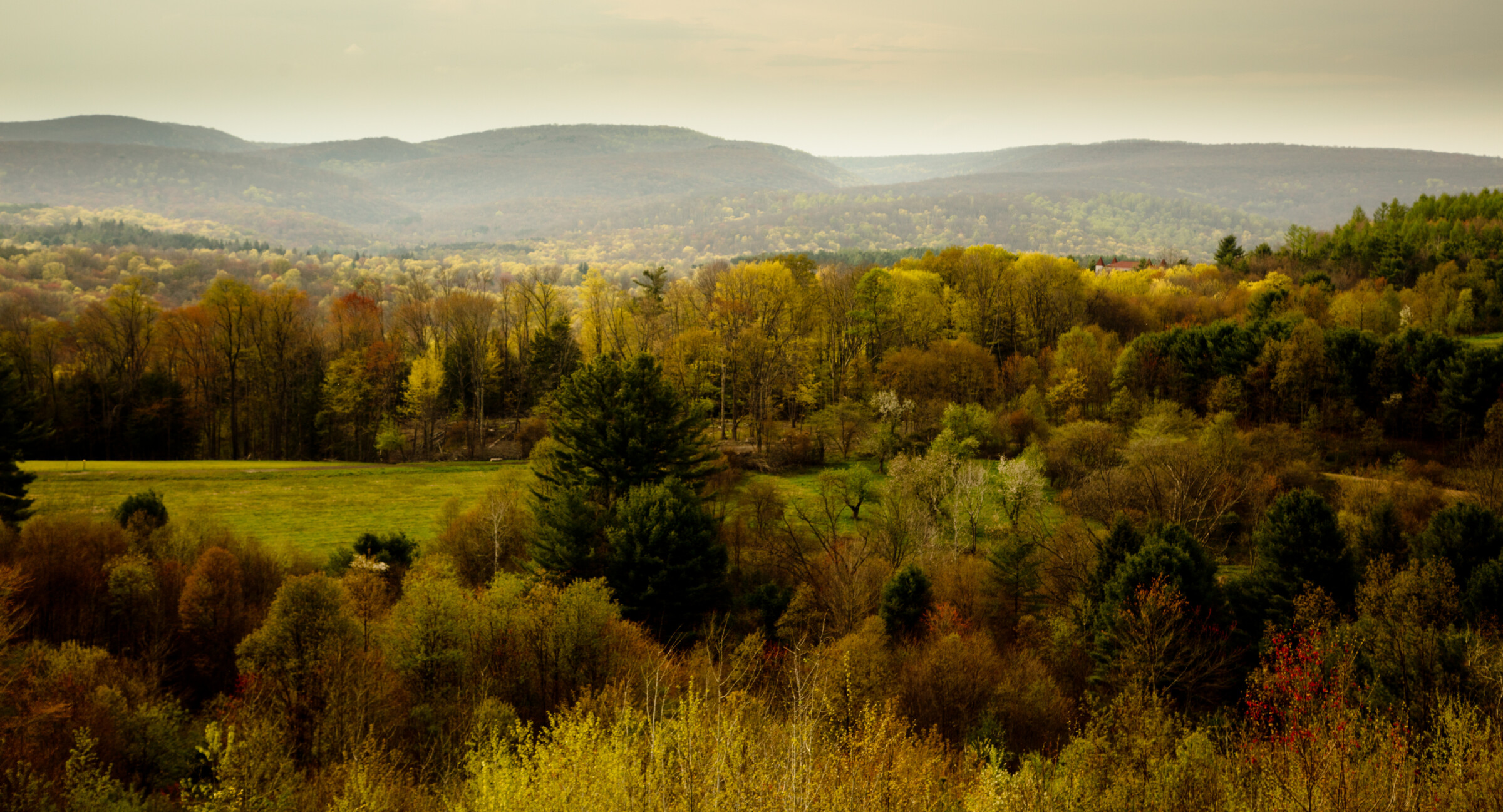 A forest of trees in Elk County, Pennsylvania.