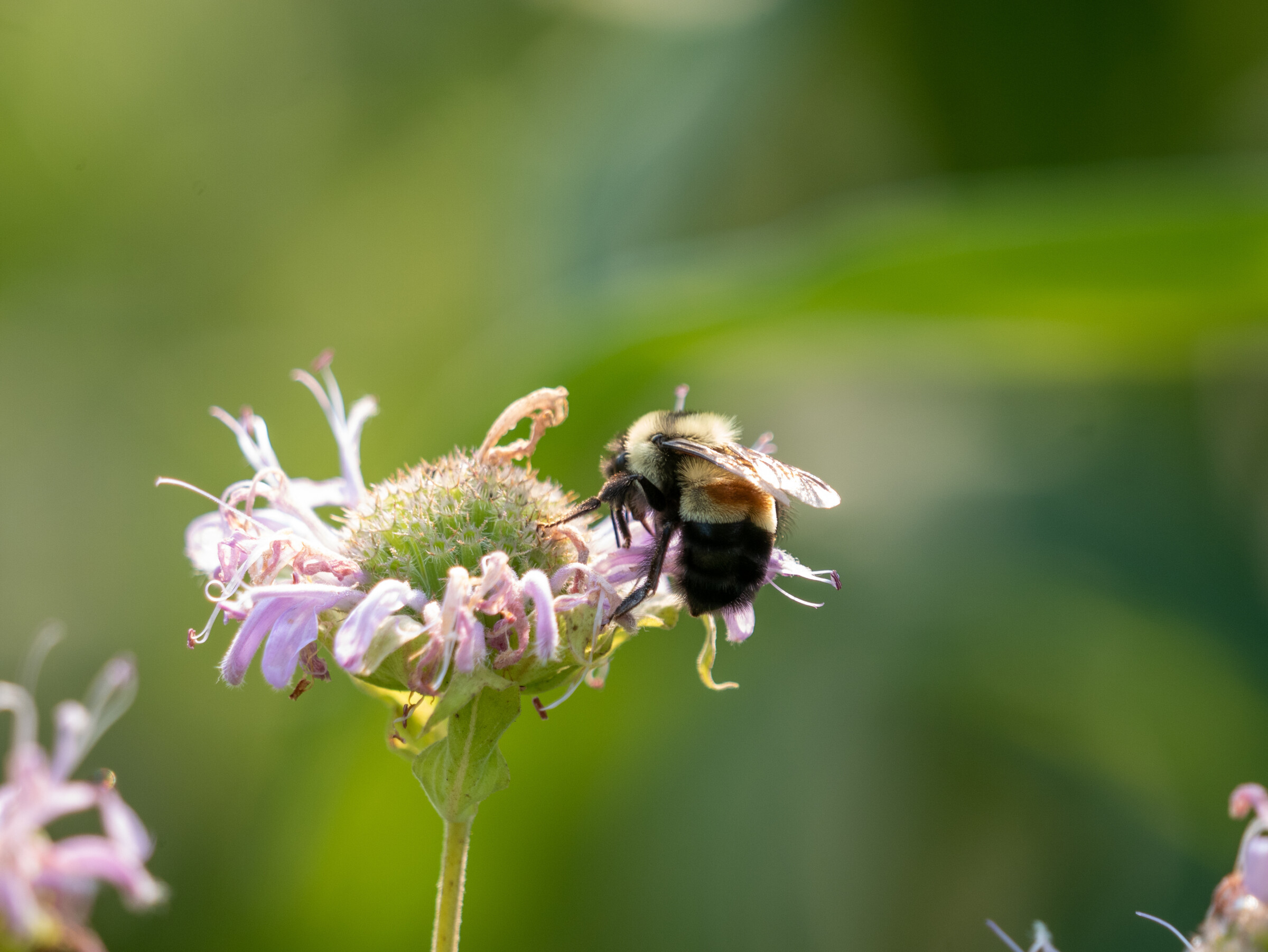 rusty patched bumble bee endangered species on monarda