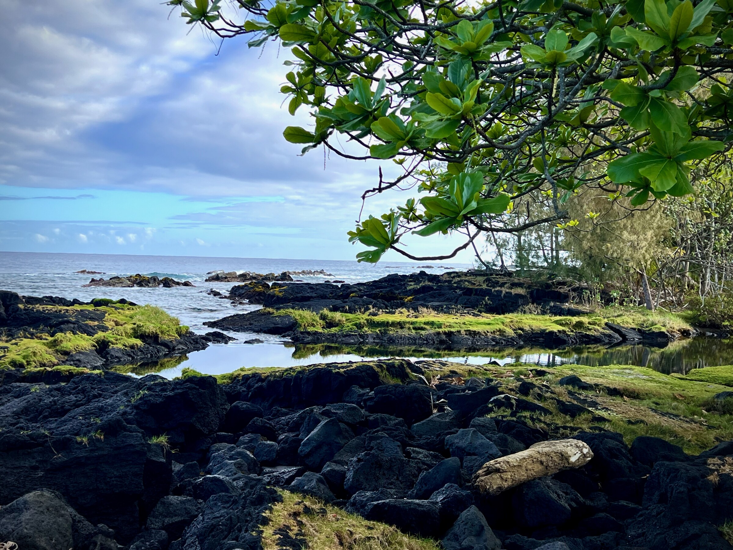 Hilo, Hawaii coastal shoreline with black rocks with vegetation growing on them.