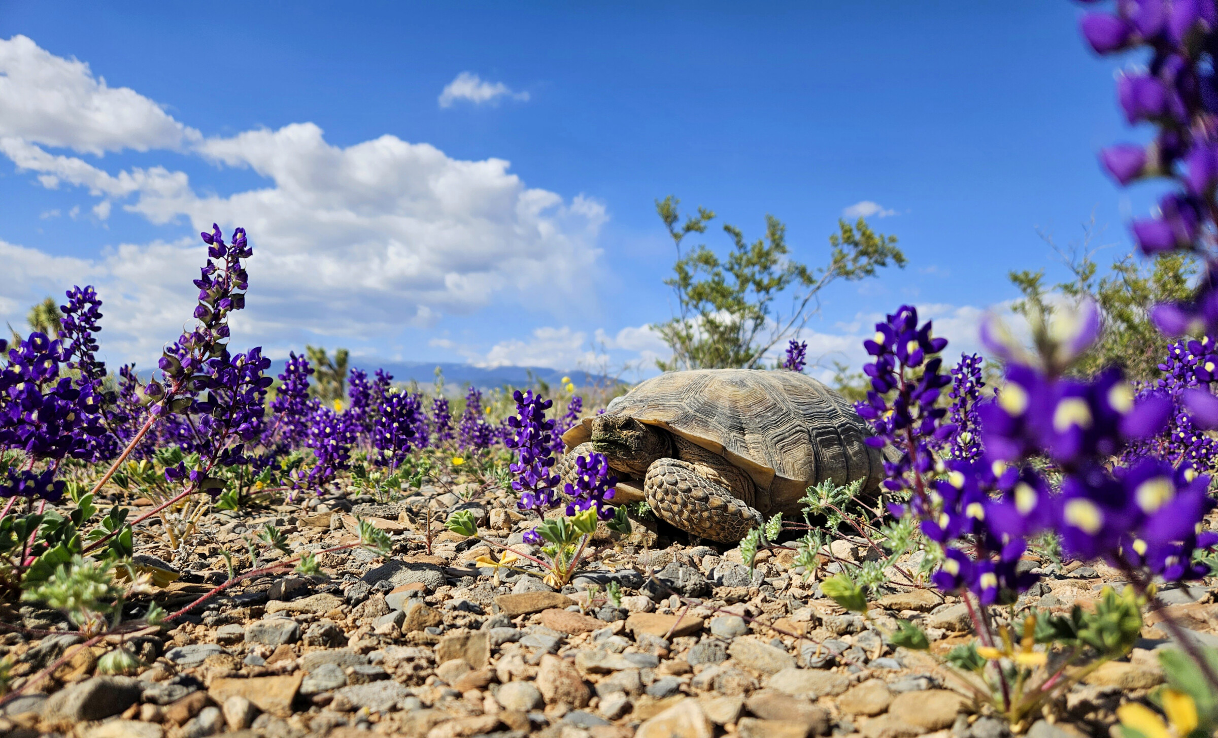 Desert tortoise in a field of Lupine in Nevada.