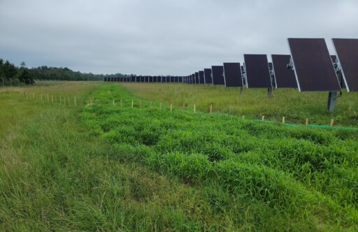 A grass field is seen with solar panels.