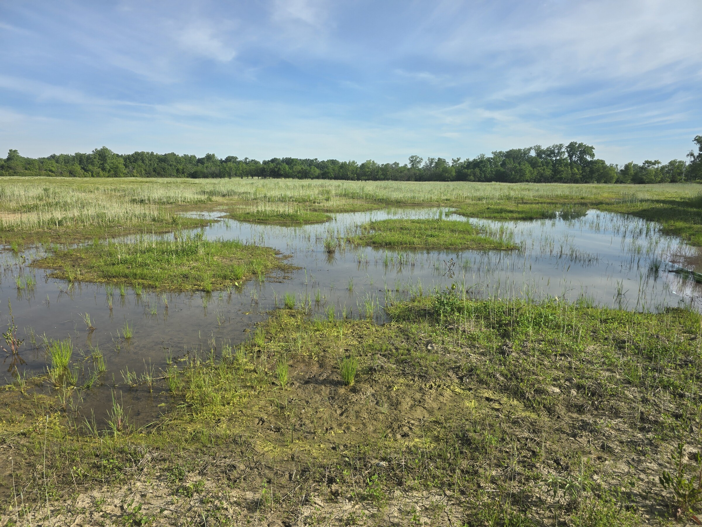 A wetland is shown with a body of water with patches of grass growing inside of it and around it.