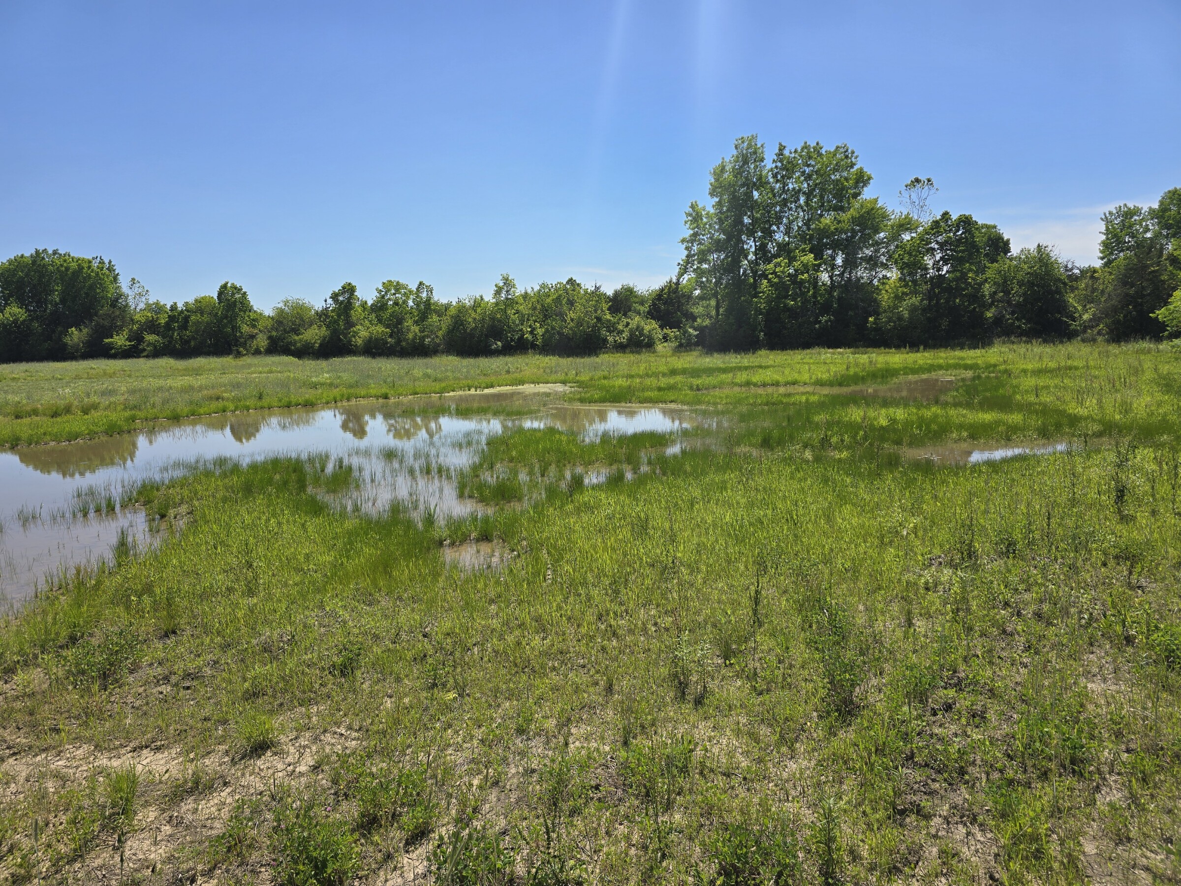 A wetland is shown with a small body of water with grass growing out of it. 