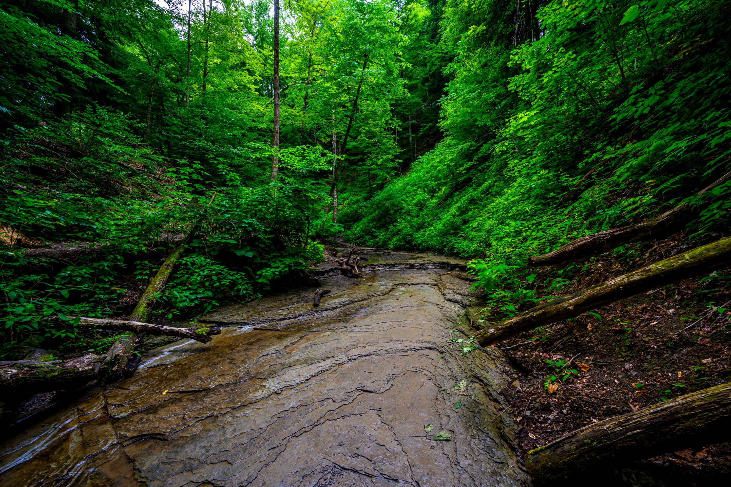 A flowing creek with fallen trees on the banks is shown.