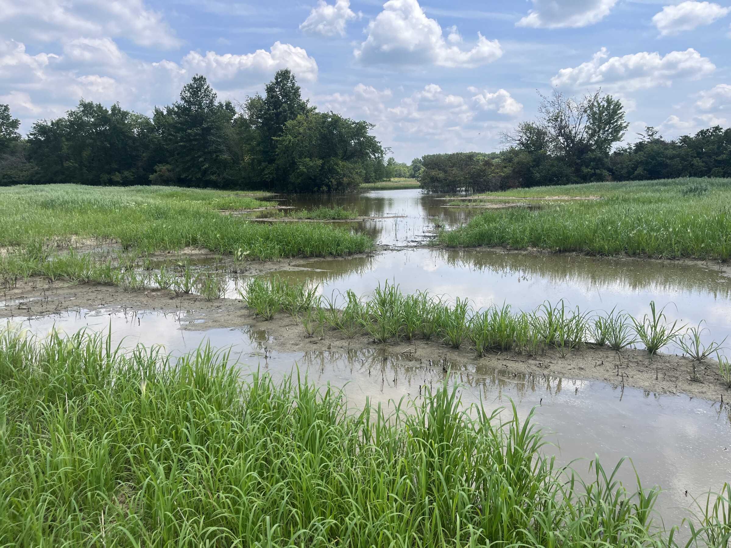 A restored wetland is shown with small bodies of water surrounded by grass and trees. 