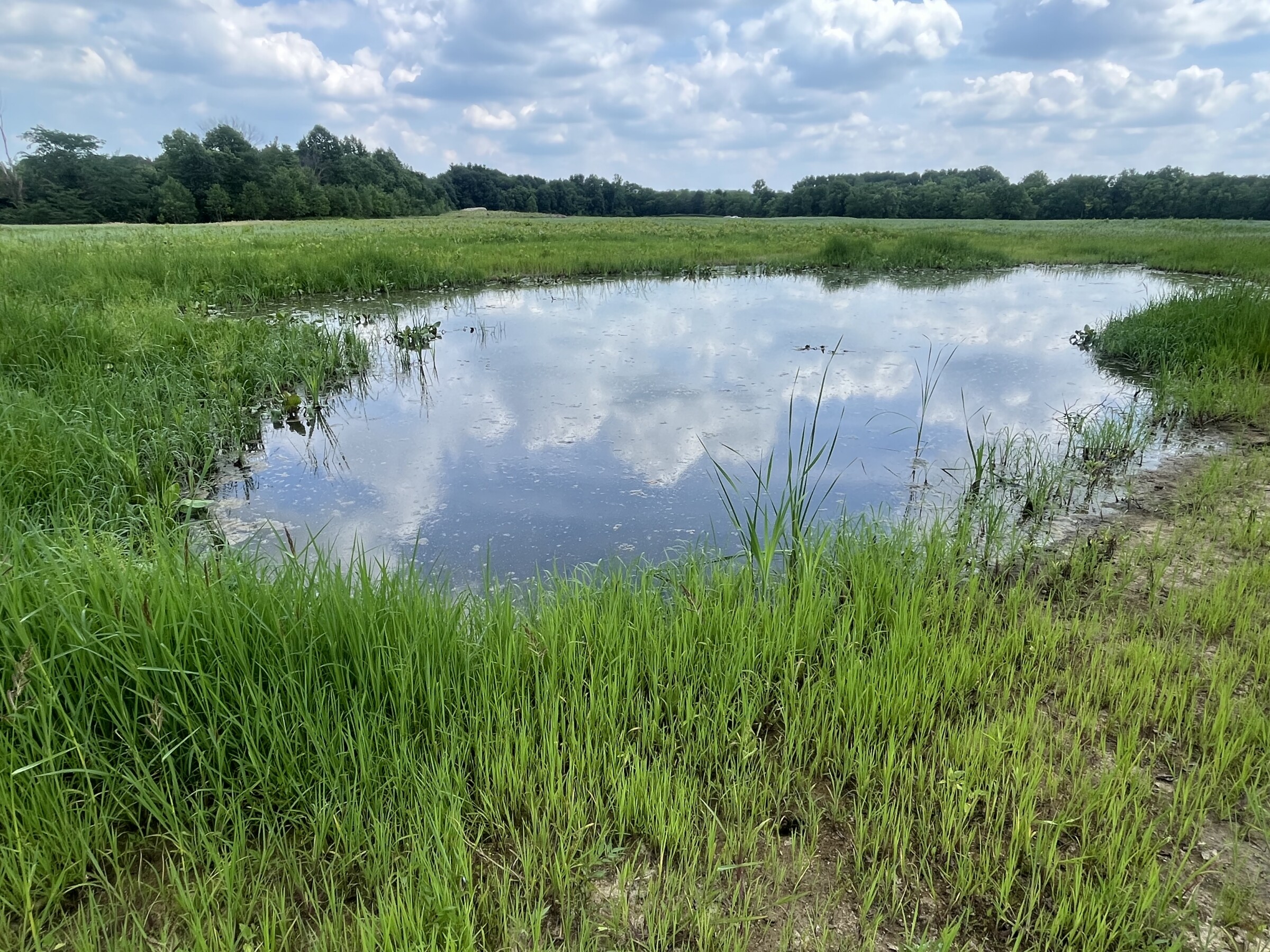 A wetland is shown with a small body of water surrounded by grass and trees. 