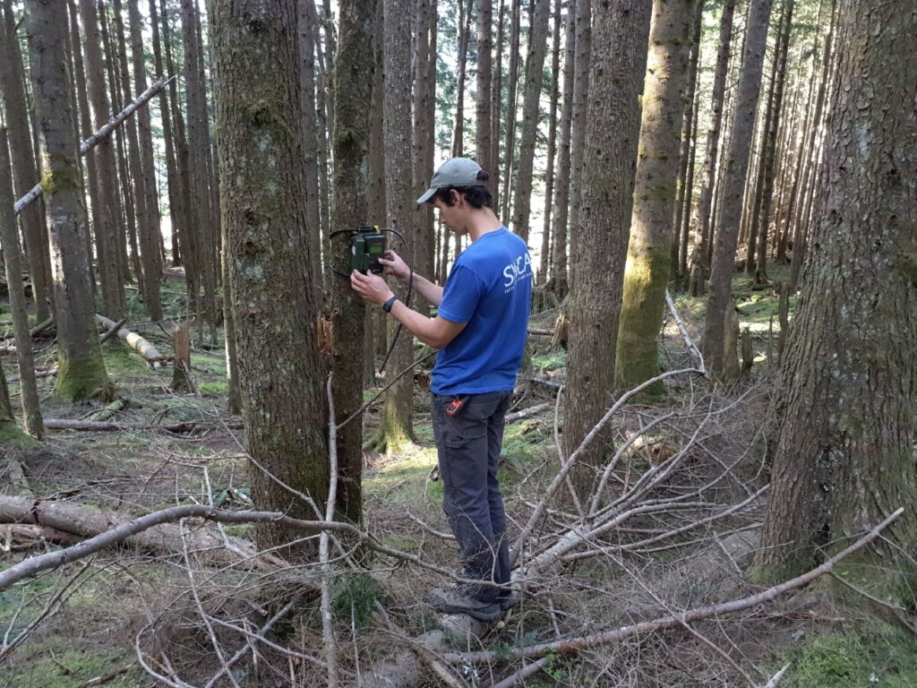 A person in an SWCA shirt working on a strapped device to a tree.